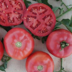 ПІНК ПІОНЕР F1 / PINK PIONEER F1 100/500 насінин