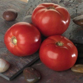 БЕЛЛА РОСА F1 / BELLA ROSA F1 100/500/1000 насінин