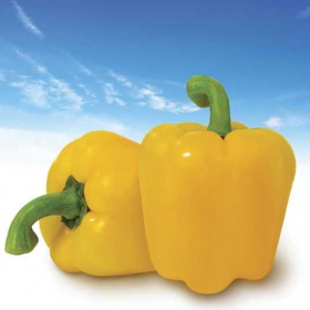 Мінерва F1 500 насінин