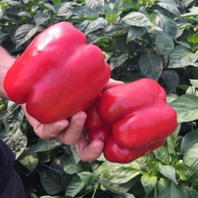 ПЛУТОНІО F1 500 насінин