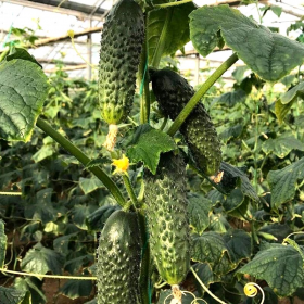 ФУРРОР F1 100/500 насінин