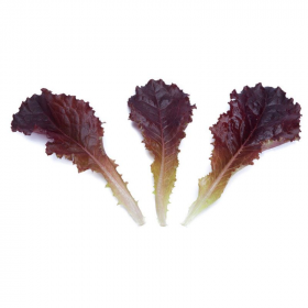 САЛАТ Д/Л ЛІЖЬЄ 100 000 насінин