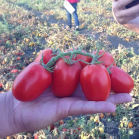 ТОМАТ 1785 F1 5000 насінин