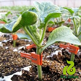 ПІДЩЕПА ПЕЛОПС F1 1000 шт