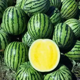 ПЕКІН F1 1000 насінин