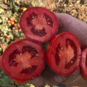 ТОМАТ 2123 F1 5000/100000 насінин