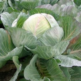 КАПУСТА Б/Г СЕЛМА F1/SELMA F1