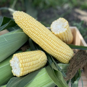 КУКУРУДЗА РАПІД F1 2500/25000 насінин