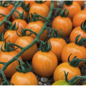 ТОМАТ ОРАНБЕЛЛА F1 50/500 насінин