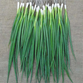 ЦИБУЛЯ НА ПЕРО ТОКІО КУРО 20000 насінин