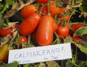 Калмарзано F1 10000 насінин