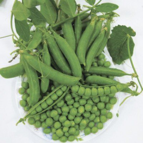 ГОРОХ КІНГСАЙЗ 2500/100000 насінин