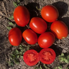 ТОМАТ 5108 F1 500/5000/100000 насінин