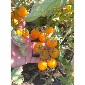 ТОМАТ РЕДЖІУМ F1 100/1000 насінин