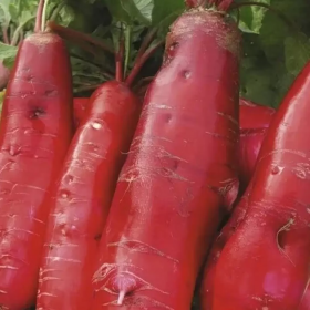 Шай F1 10000 насінин