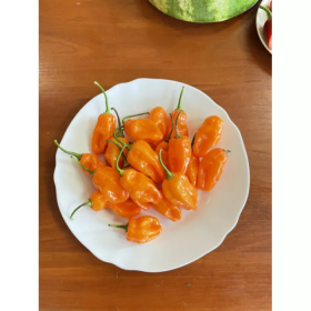 ПЕРЕЦЬ ГОСТРИЙ 6001 F1 500 насінин