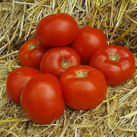 ГЕЛІКАЗ F1 500 насінин