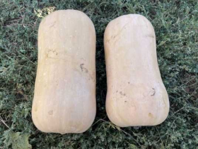 ГАРБУЗ БАРРЕЛЬ 500 насінин