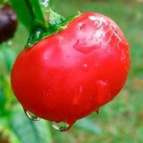 Чері фаєр F1 1000 насінин