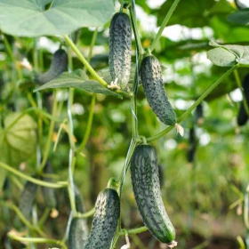 Афсар F1 500/1000 насінин