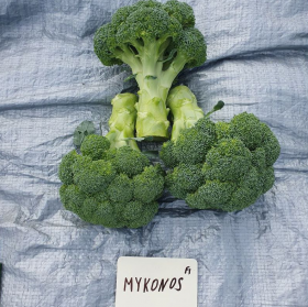 КАПУСТА БРОКОЛІ МІКОНОС F1 1000 насінин