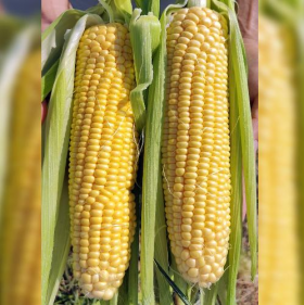 КУКУРУДЗА КАМУК F1 5000 насінин