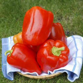 Сільвер Бел F1 500/1000 насінин