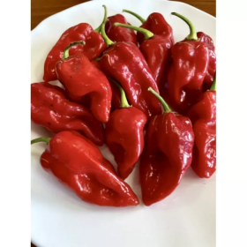 ПЕРЕЦЬ ГОСТРИЙ 9020 F1 500 насінин