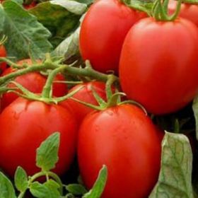 ФАБЕР F1 / FABER F1 1000 нас.