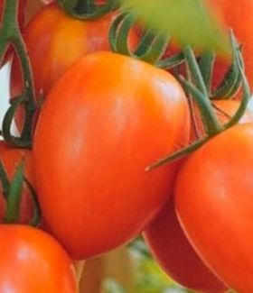 ТОМАТ ОРАНЖ ПЛАМ F1 / ORANGE PLUM F1 500/5000 насінин