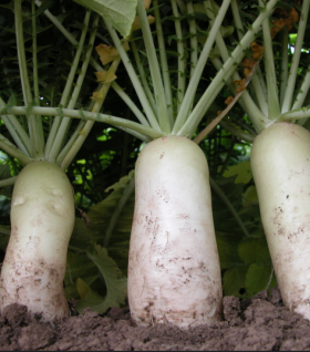 Астор (BN 26) F1 100000 насінин