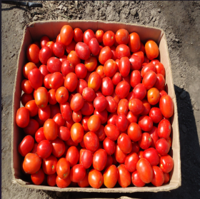 ТОМАТ АДВАНС F1 / ADVANCE F1 1000/25000 насінин