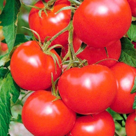 НАСІННЯ ТОМАТУ ЛЯНА ЧЕРВОНА 100г