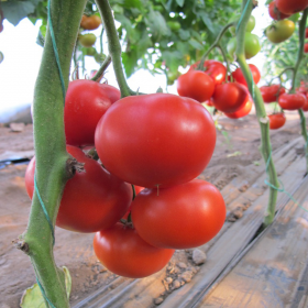 ДІАГРАММА F1