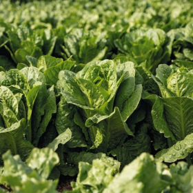 САЛАТ РОМЕН АДІКАМП