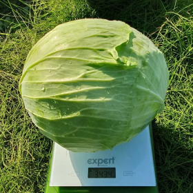 КАПУСТА Б/Г АКОРД F1 1000 насінин