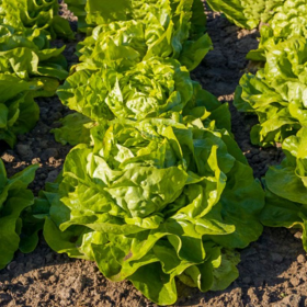 САЛАТ МАСЛЯНИСТИЙ АНАЛОТТА 