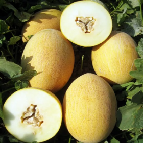 Анамакс F1 1000 насінин