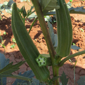 Бамія Анамол 1000 насінин