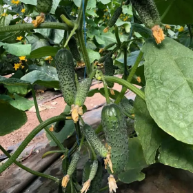 Аскольд F1 500/1000 насінин