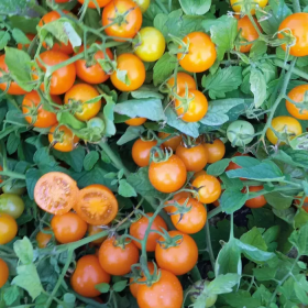 Аурентіно F1 1000 насінин