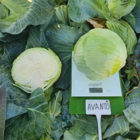 КАПУСТА Б/Г АВАНТО F1 1000 насінин
