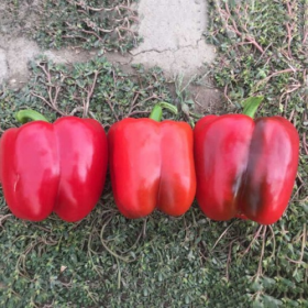 500 F1 100/500 насінин