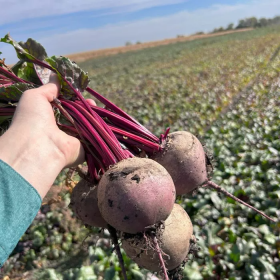 БУРЯК СТОЛОВИЙ АЗУМА F1 5000/50000 насінин