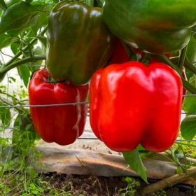 ПЕРЕЦЬ СОЛОДКИЙ РЕД ДІР F1 1000 насінин