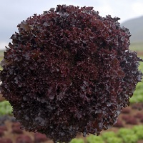 САЛАТ БАХУС / BACCHUS 1000/5000 драже