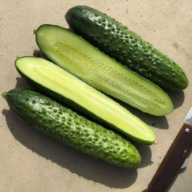 ОГІРОК БАДЕ F1 / BADE F1 250/500 насінин