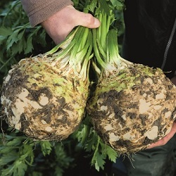 СЕЛЕРА ВОЛЬТ F1 10г