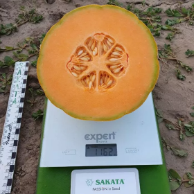 ДИНЯ БАРІ F1 100/1000 насінин