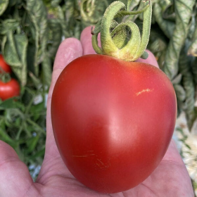 ТОМАТ БІЛЬБАО F1 1000 насінин